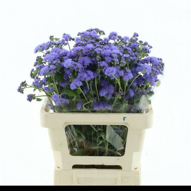 <h4>AGER H BLUE HORIZON</h4>