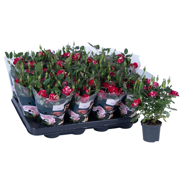 <h4>Rosa Gigi Parade</h4>