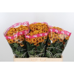 Chr San Aaa Doria Or