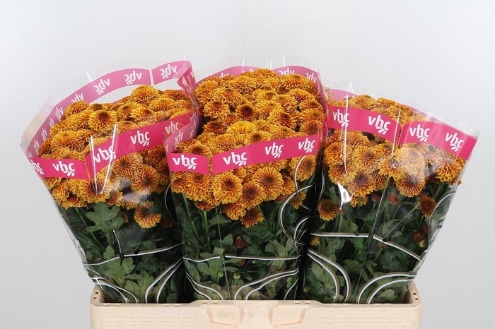 <h4>Chr San Aaa Doria Or</h4>