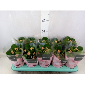 Kalanchoe blos. 'Serenity Softpurp'