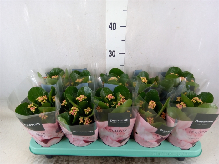 <h4>Kalanchoe blos. 'Serenity Softpurp'</h4>