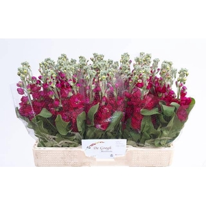 MATTH CENTUM RED