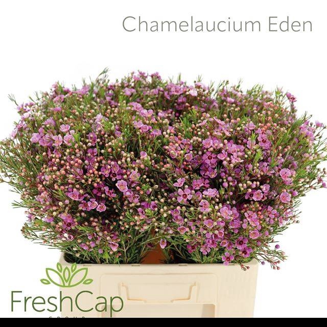 <h4>CHAME EDEN</h4>
