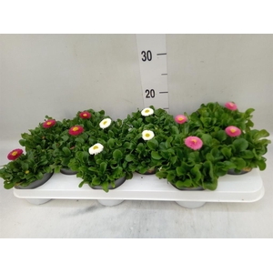 Bellis perennis 'Rusher'   ...mix