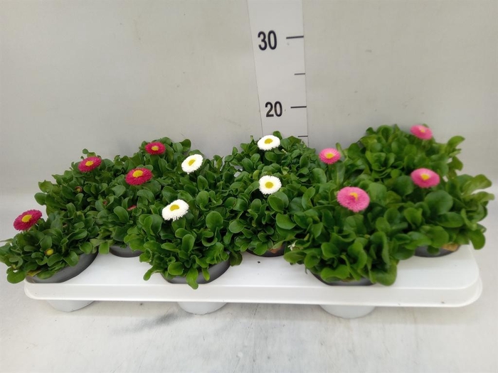 <h4>Bellis perennis 'Rusher'   ...mix</h4>