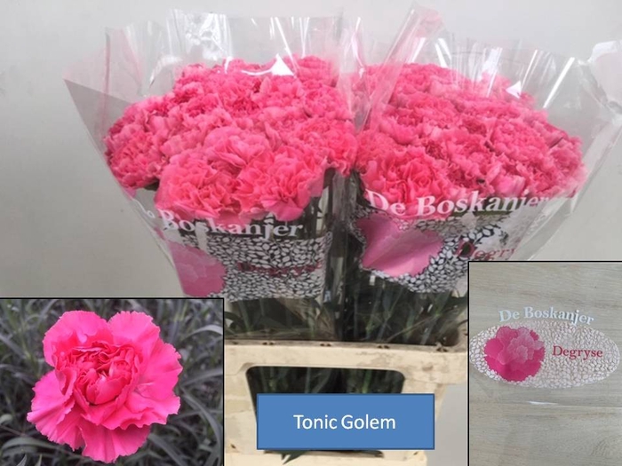 DI ST TONIC GOLEM