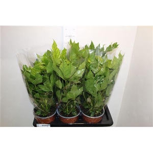 Fatsia Ov 5pp