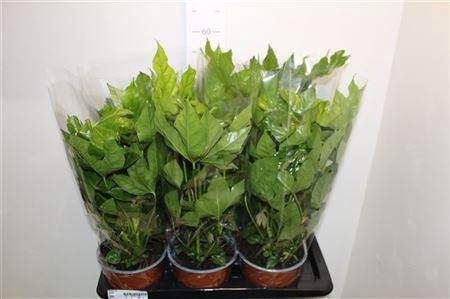 <h4>Fatsia Ov 5pp</h4>