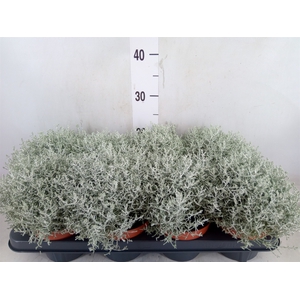 Leucophyta brownii 'Whimsy Silv'