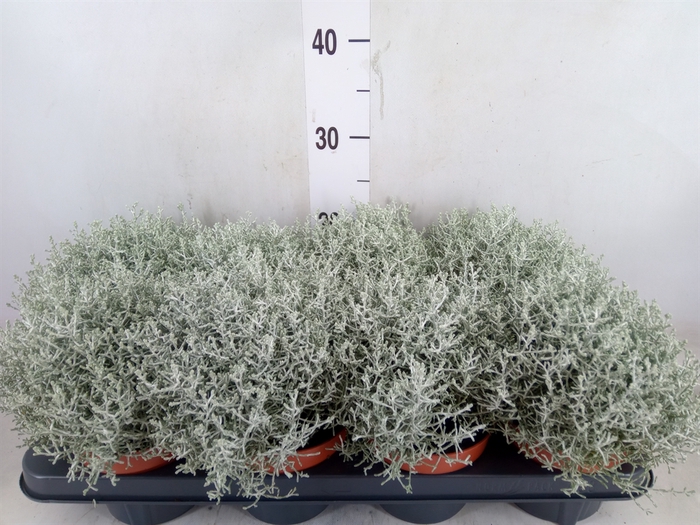 <h4>Leucophyta brownii 'Whimsy Silv'</h4>