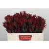 Leucadendron Blush Spray