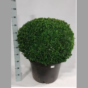 BUXU SEMPERVIRENS