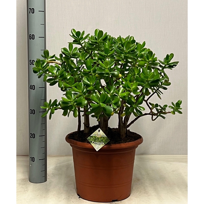 <h4>CRASS OVATA</h4>