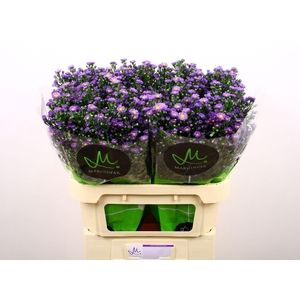 Aster Teeny Tiny Blue