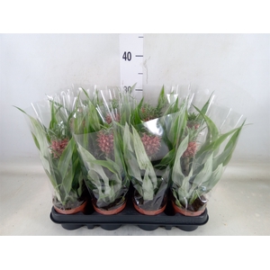 Ananas  'Rosita'