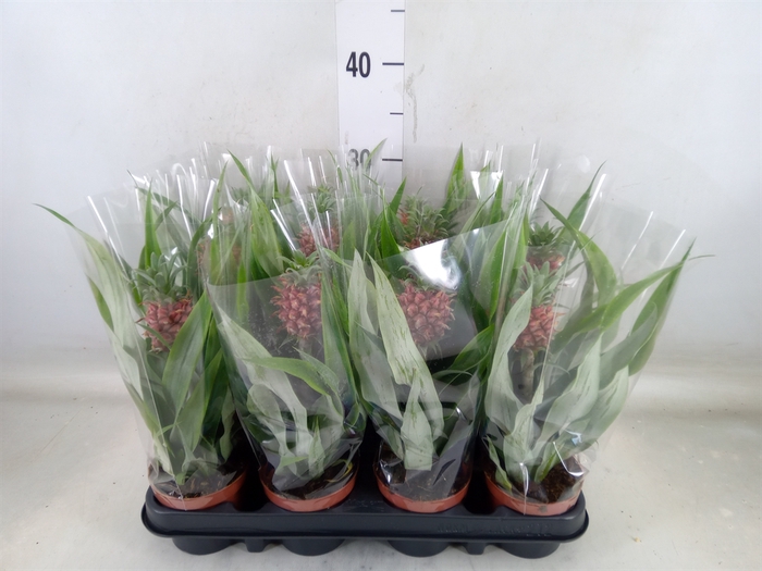 <h4>Ananas  'Rosita'</h4>