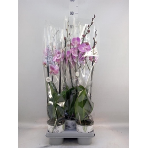 Phalaenopsis   ...mix
