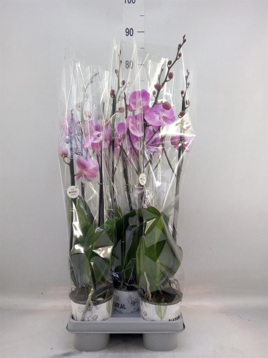 <h4>Phalaenopsis   ...mix</h4>