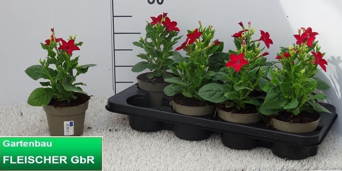 arr8 Nicotiana Ov