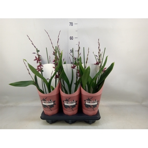 Burrageara  'Barrocco Red'