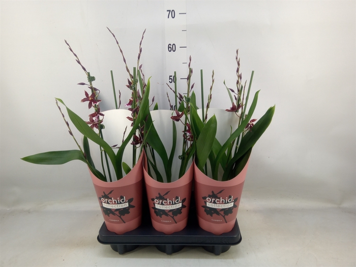 <h4>Burrageara  'Barrocco Red'</h4>