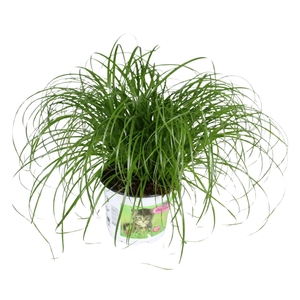 Cyperus alternifolius Zumula