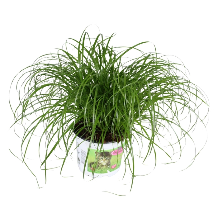 <h4>Cyperus alternifolius Zumula</h4>