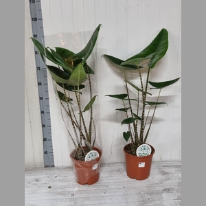 ALOC ZEBRINA