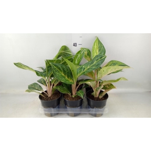 Aglaonema   ...