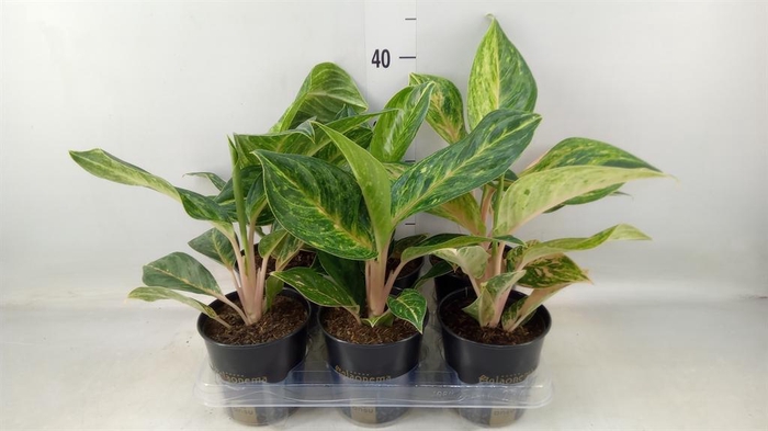 <h4>Aglaonema ...</h4>