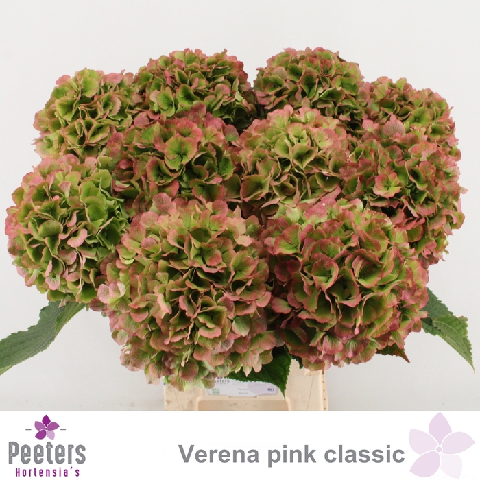 <h4>HYDR M CH VERENA CL</h4>