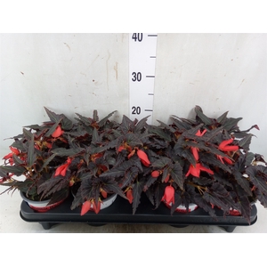 Begonia boliv. 'Encanto Red'