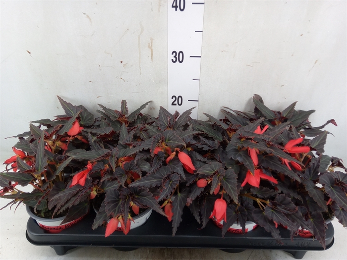 <h4>Begonia boliv. 'Encanto Red'</h4>