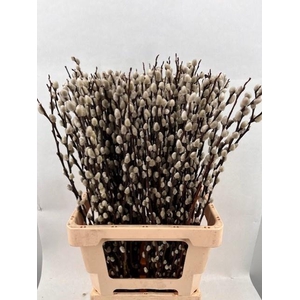 SALIX WILGENKATJES