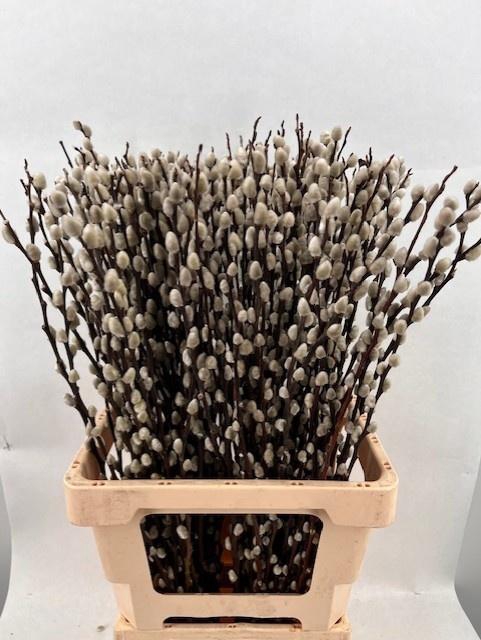 <h4>SALIX WILGENKATJES</h4>