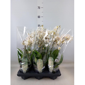 Phalaenopsis multi. 'FC Soft Cloud'