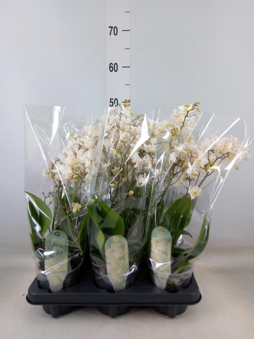 <h4>Phalaenopsis multi. 'FC Soft Cloud'</h4>
