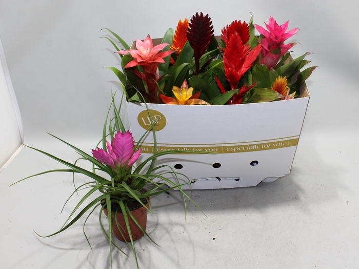 <h4>BROMELIA GEM</h4>