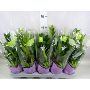 Zamioculcas zamiifolia
