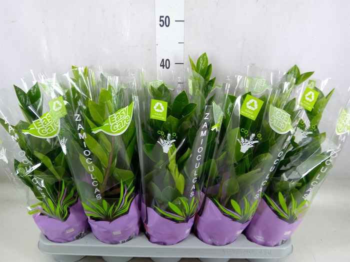 <h4>Zamioculcas zamiifolia</h4>