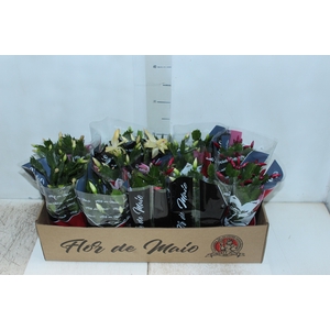 FLOR DE MAIO P11