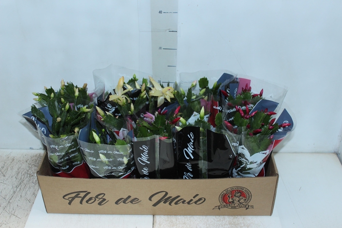 <h4>FLOR DE MAIO P11</h4>