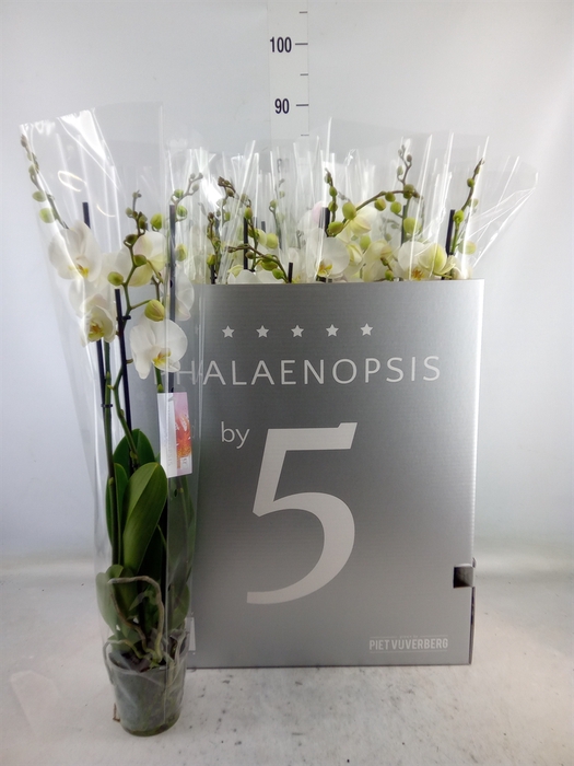 <h4>Phalaenopsis   ...white</h4>