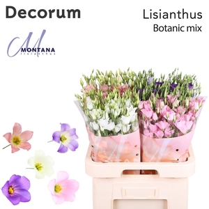 Lisianthus Botanic mix 70cm