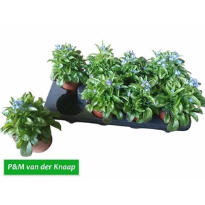 MYOS SY LAURA D BLUE