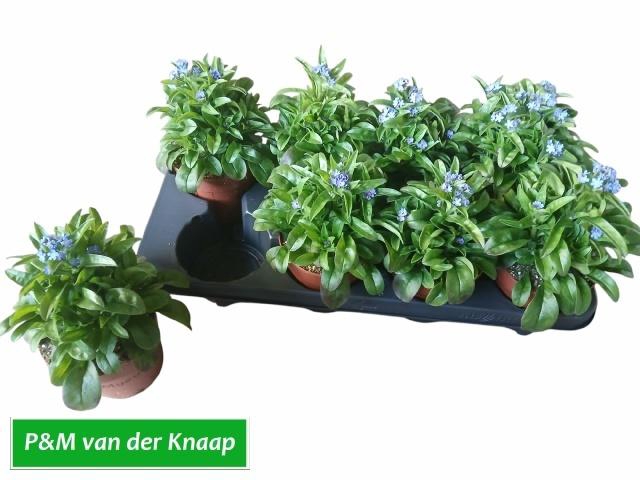 <h4>MYOS SY LAURA D BLUE</h4>