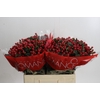 Hypericum True Romance