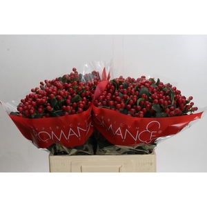 Hypericum True Romance