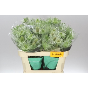 Eryngium Alpinum Green